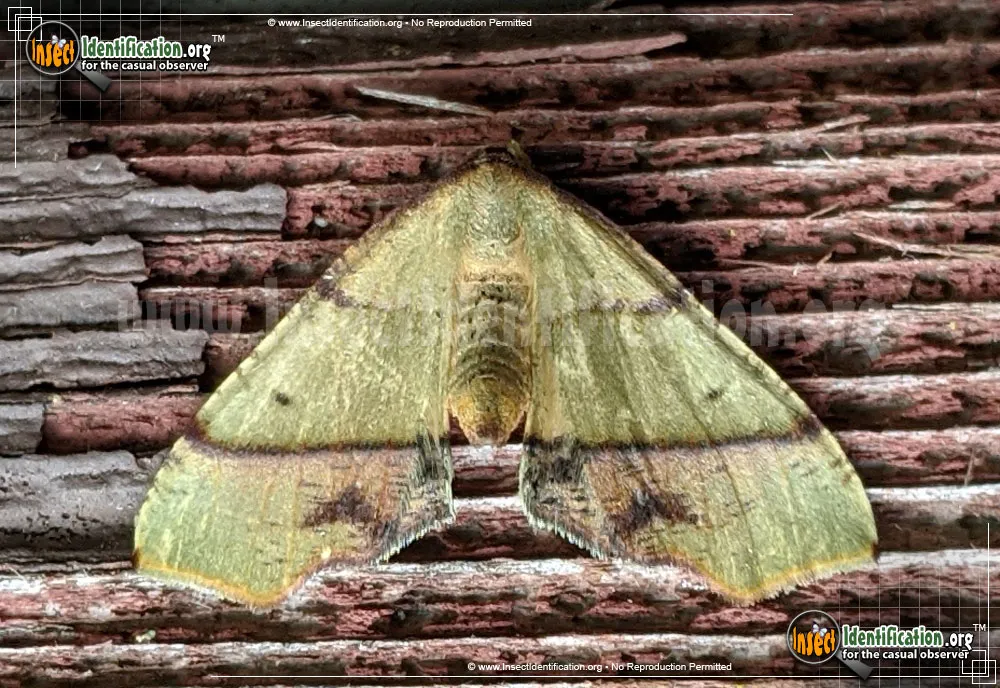 Straight-lined Plagodis Moth