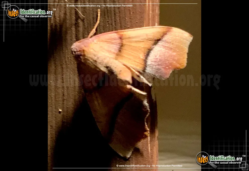 Straight-lined Plagodis Moth - photo 3