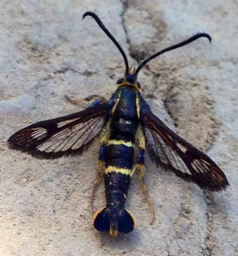 Strawberry Crown Moth - photo 3