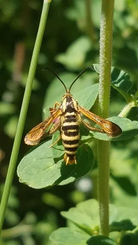 Strawberry Crown Moth - photo 4
