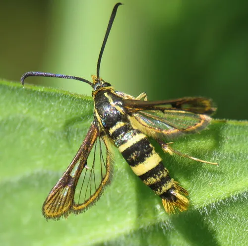 Strawberry Crown Moth - photo 5