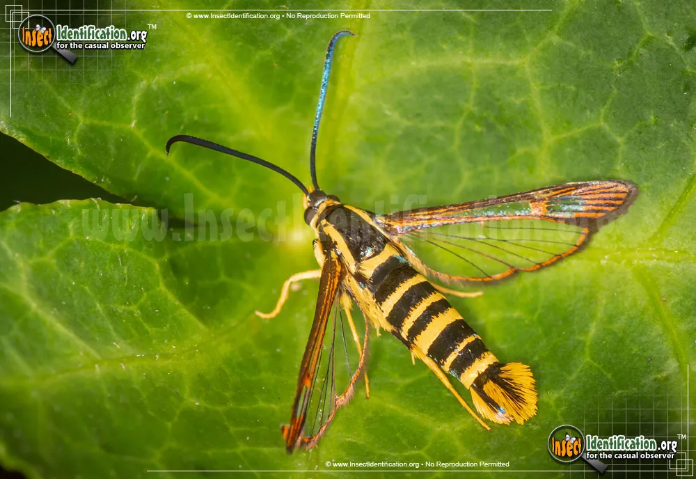 Strawberry Crown Moth - photo 6