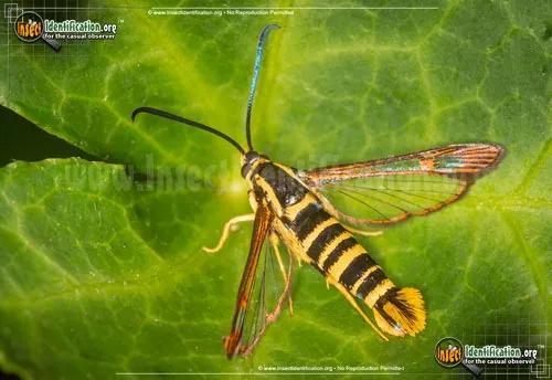 Strawberry Crown Moth - photo 7