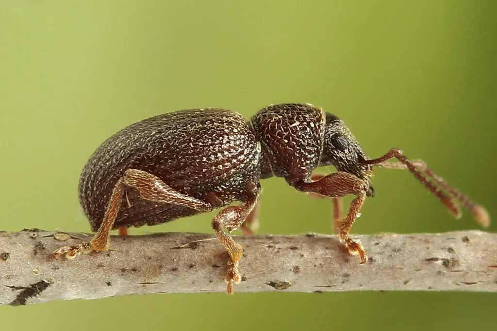 Strawberry Root Weevil - photo 2