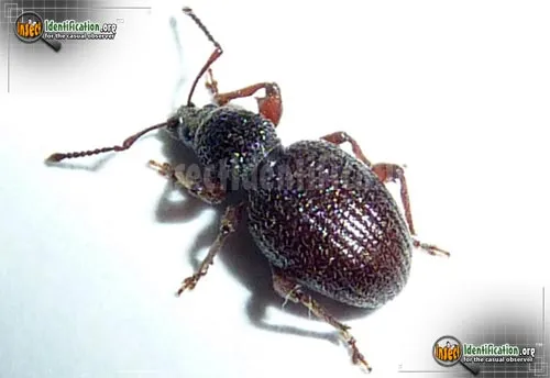 Strawberry Root Weevil - photo 3