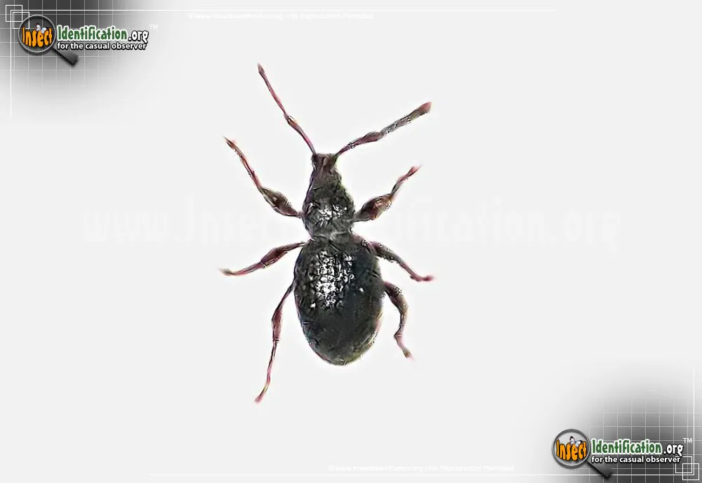 Strawberry Root Weevil - photo 4
