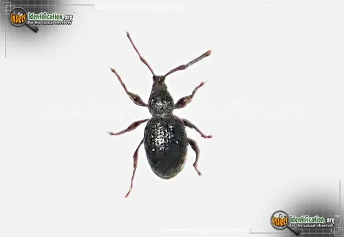 Strawberry Root Weevil - photo 5