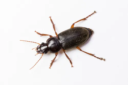 Strawberry Seed Beetle - Harpalus rufipes