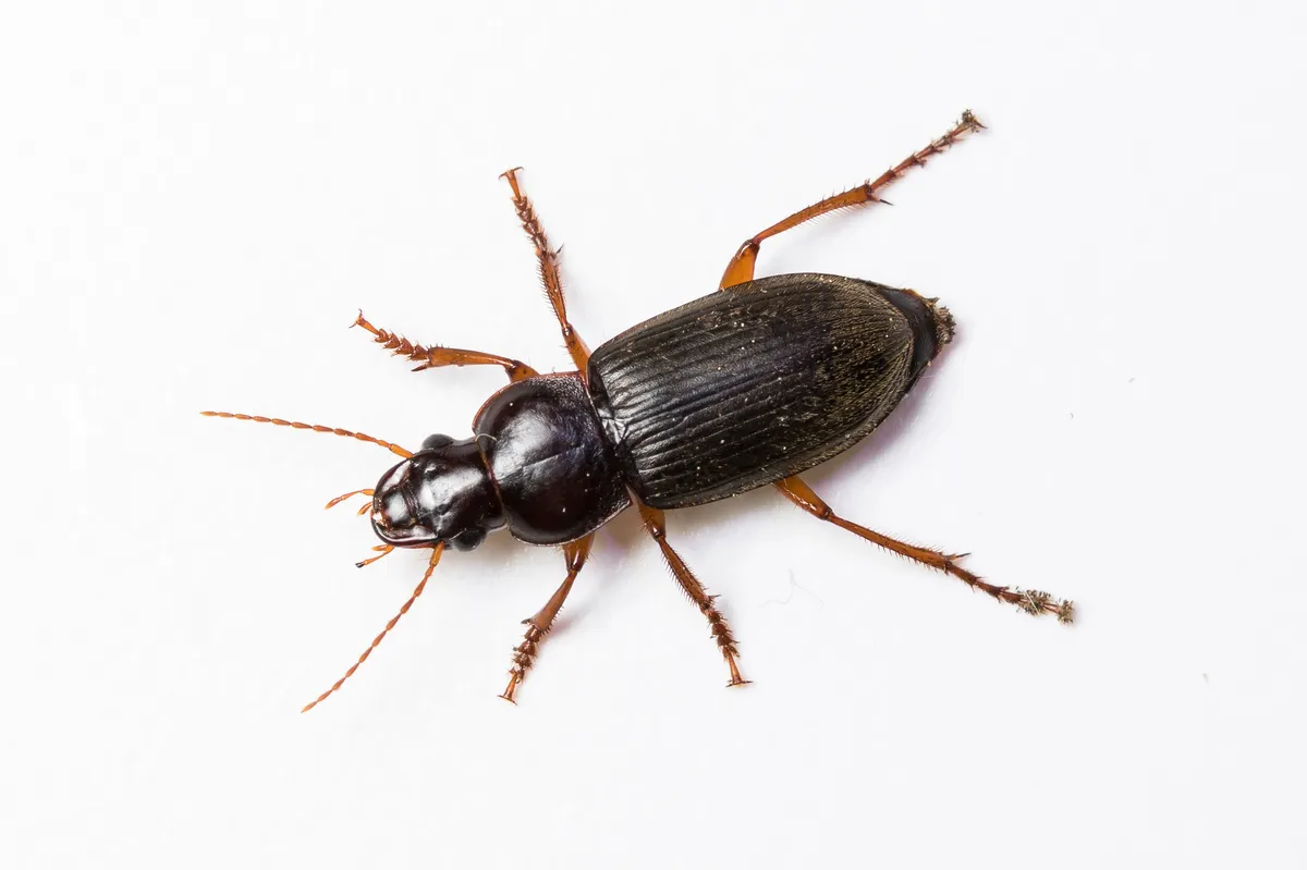 Strawberry Seed Beetle - photo 3