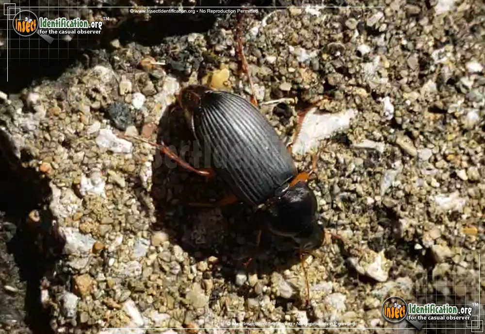 Strawberry Seed Beetle - photo 4