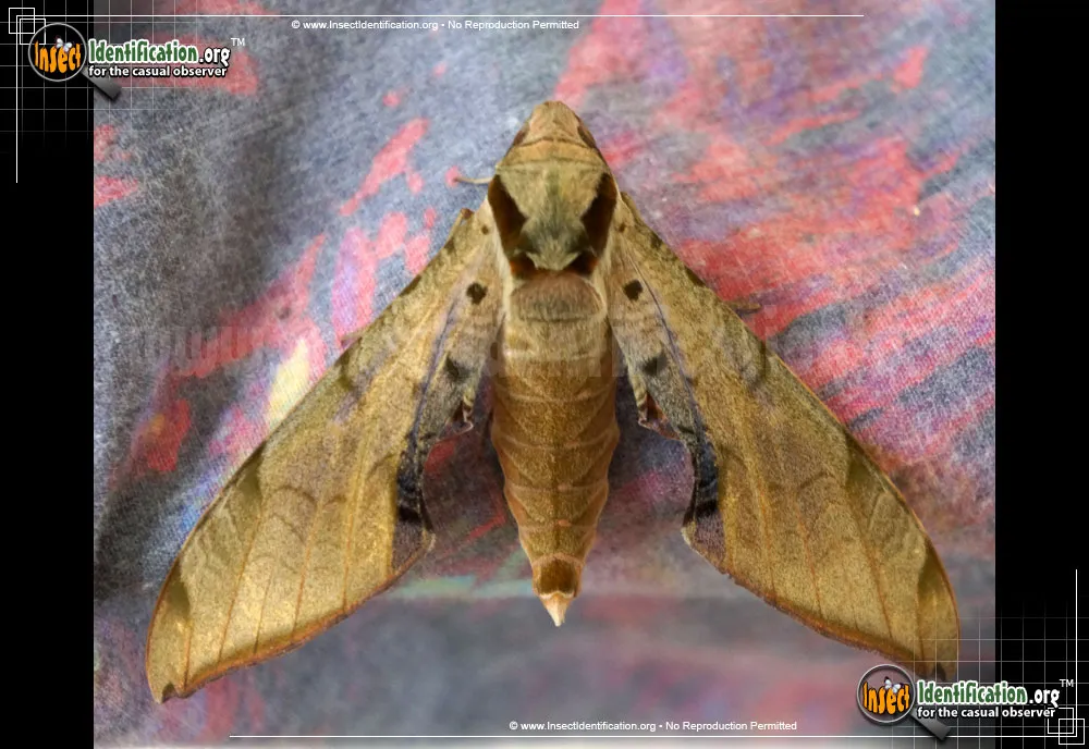 Streaked Sphinx Moth - Protambulyx strigilis