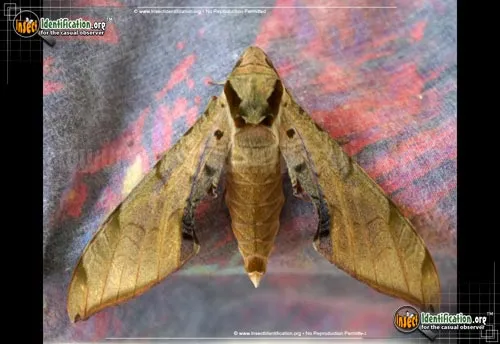 Streaked Sphinx Moth - photo 2