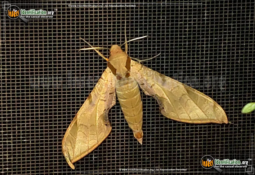 Streaked Sphinx Moth - photo 3