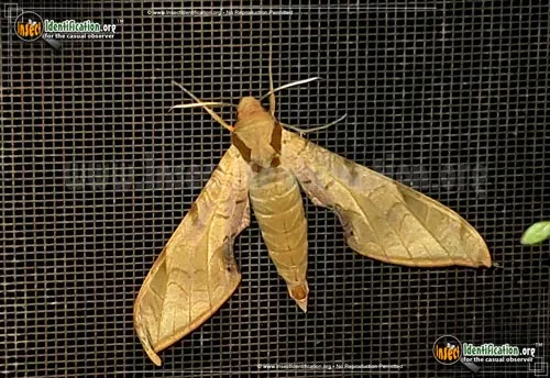 Streaked Sphinx Moth - photo 4