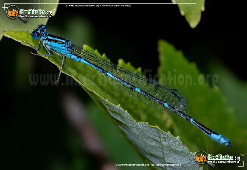 Stream Bluet