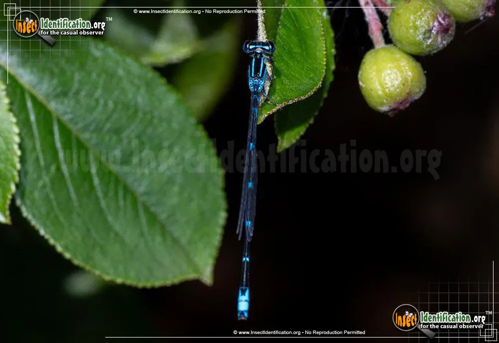 Stream Bluet - photo 3