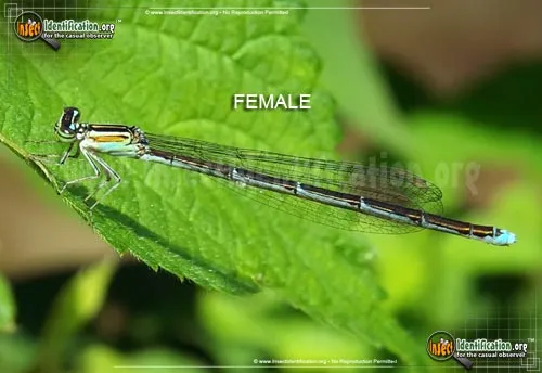 Stream Bluet - photo 6