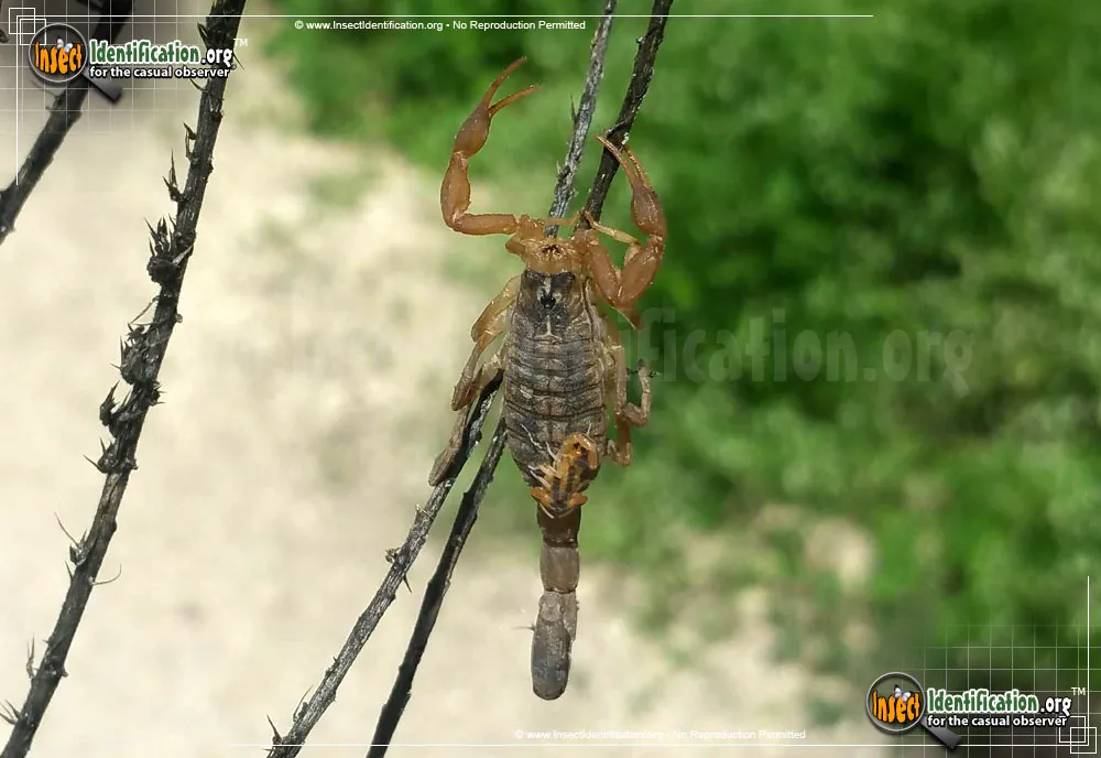 Striped Bark Scorpion