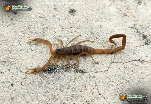 Striped Bark Scorpion - photo 2