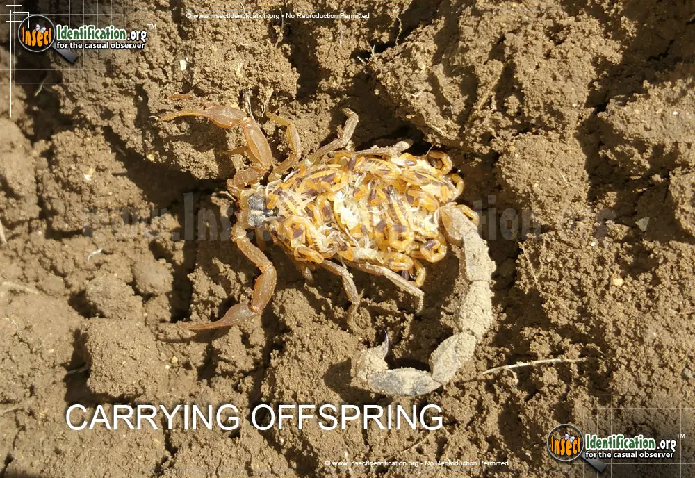 Striped Bark Scorpion - photo 3