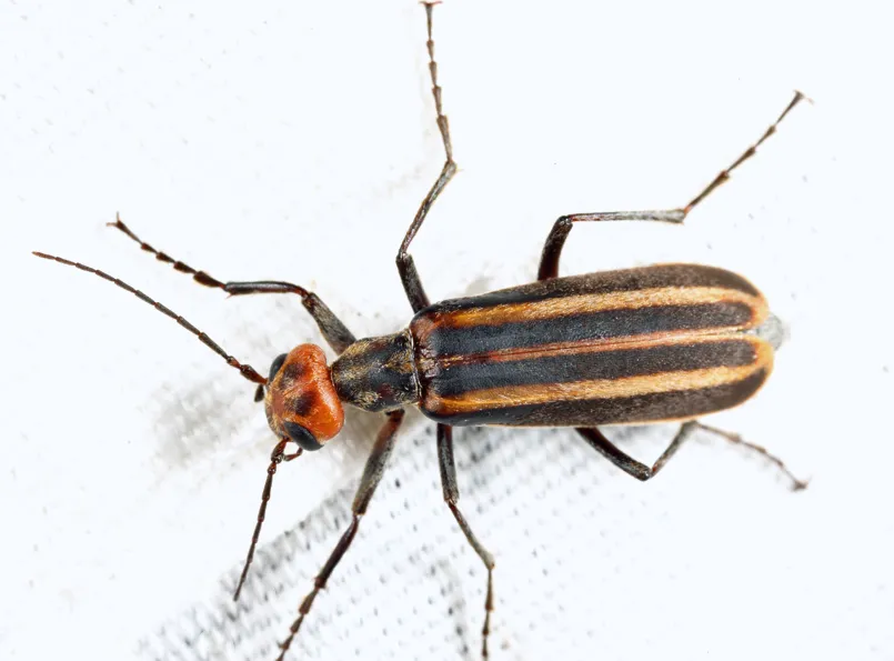 Striped Blister Beetle - photo 2