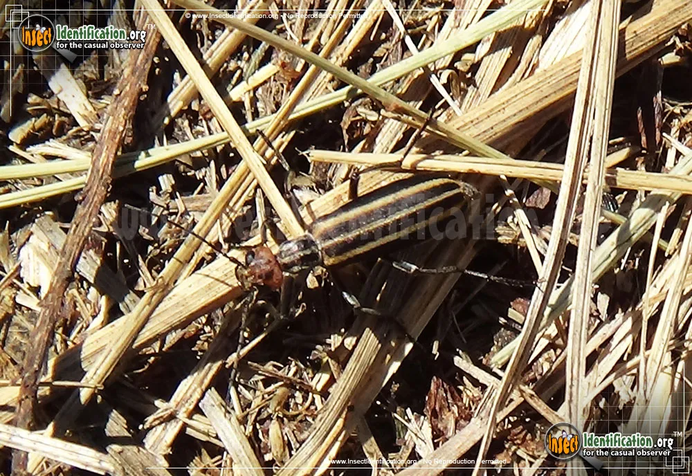 Striped Blister Beetle - photo 4