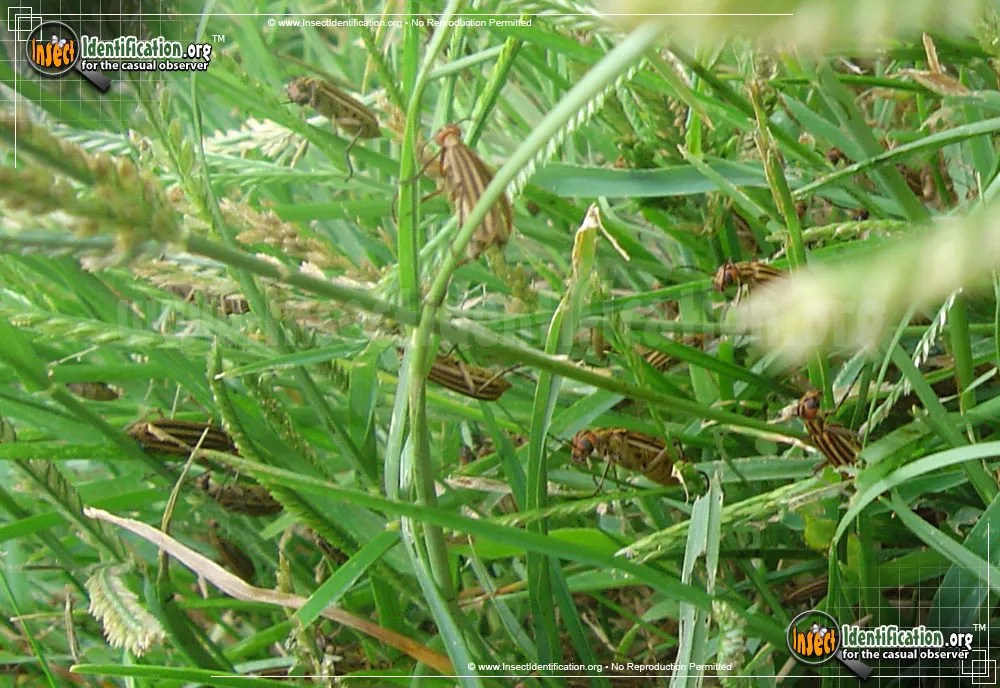 Striped Blister Beetle - photo 5