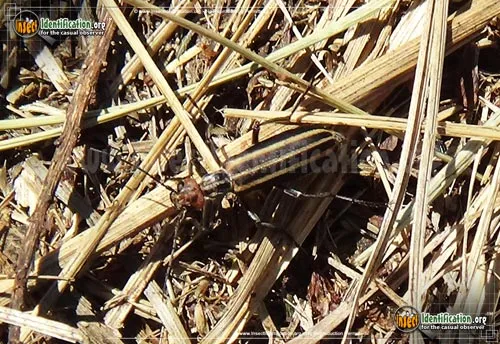 Striped Blister Beetle - photo 6