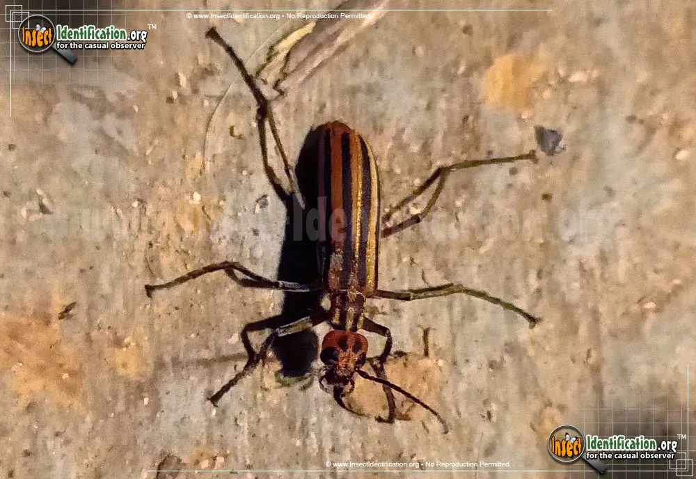 Striped Blister Beetle - photo 8