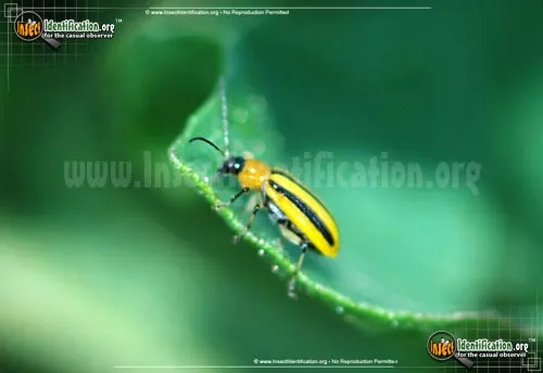 Striped Cucumber Beetle - photo 2
