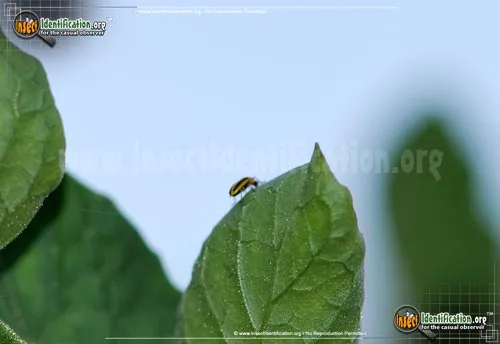 Striped Cucumber Beetle - photo 4