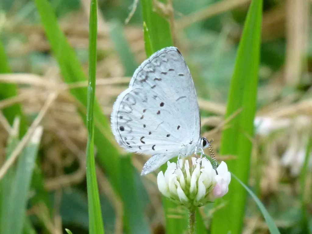 Summer Azure - photo 2