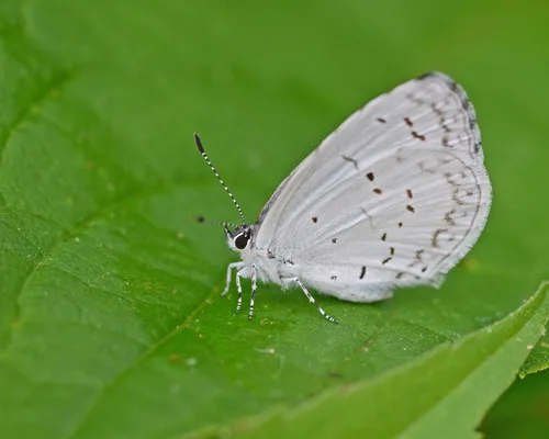 Summer Azure - photo 4