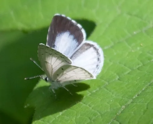 Summer Azure - photo 5