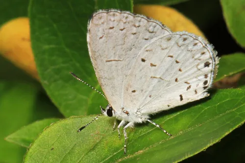 Summer Azure - photo 6