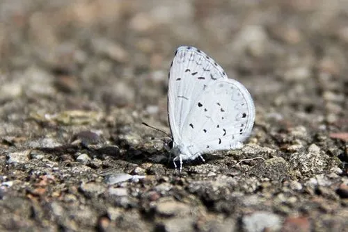 Summer Azure - photo 7