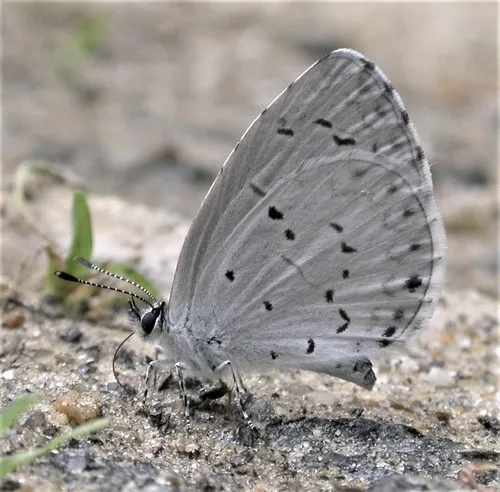 Summer Azure - photo 8