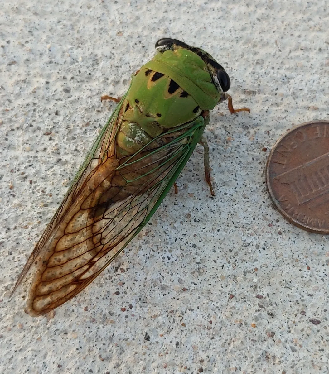 Superb Dog-day Cicada
