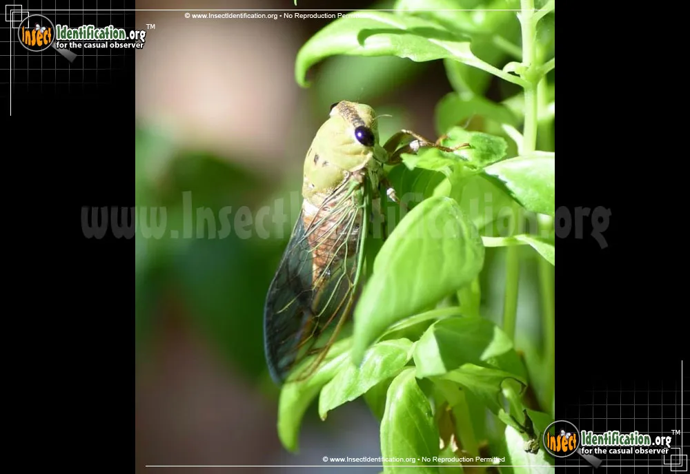 Superb Dog-day Cicada - photo 2