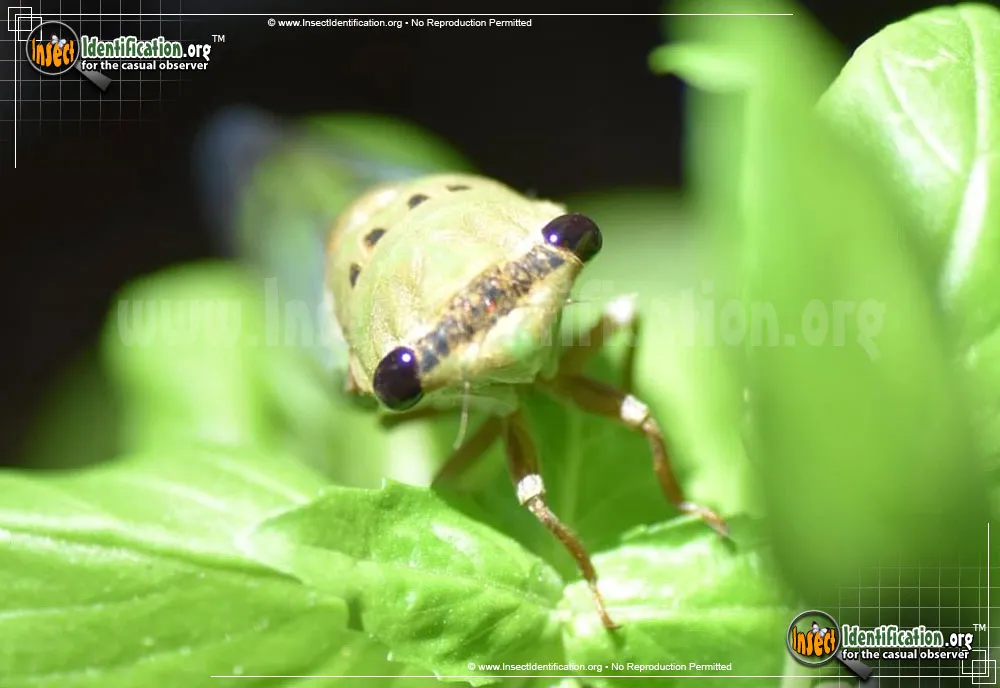 Superb Dog-day Cicada - photo 4