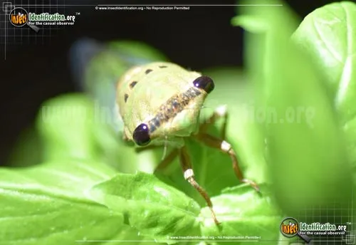 Superb Dog-day Cicada - photo 5