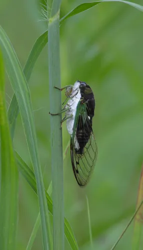 Swamp Cicada - Neotibicen tibicen