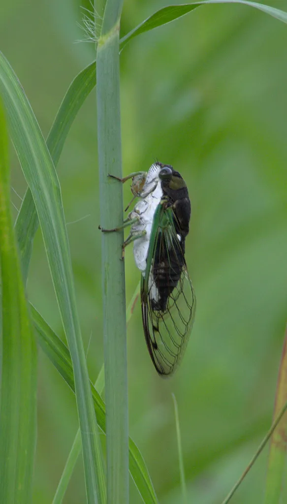 Swamp Cicada - photo 2