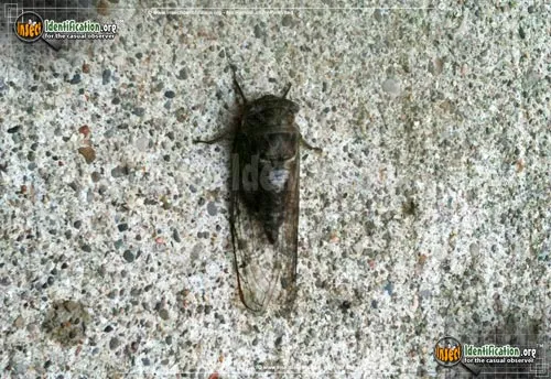 Swamp Cicada - photo 3