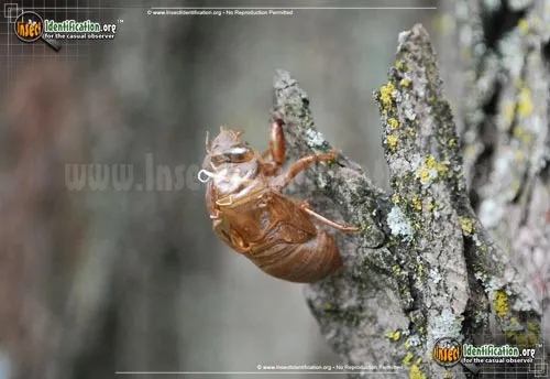 Swamp Cicada - photo 5