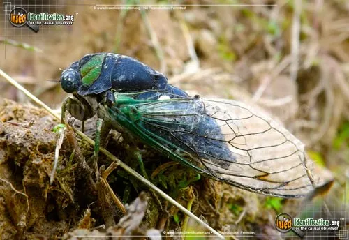 Swamp Cicada - photo 8