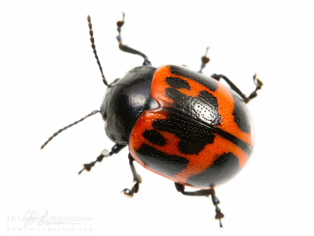 Swamp Milkweed Leaf Beetle - photo 2