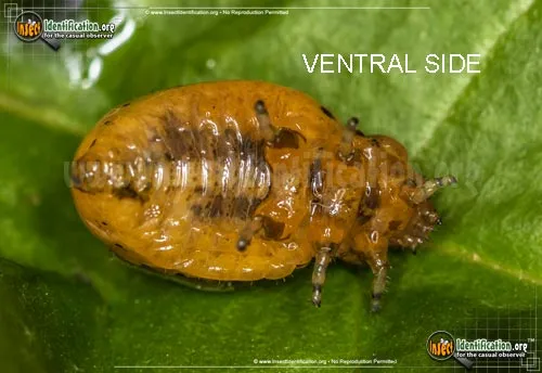 Swamp Milkweed Leaf Beetle - photo 4