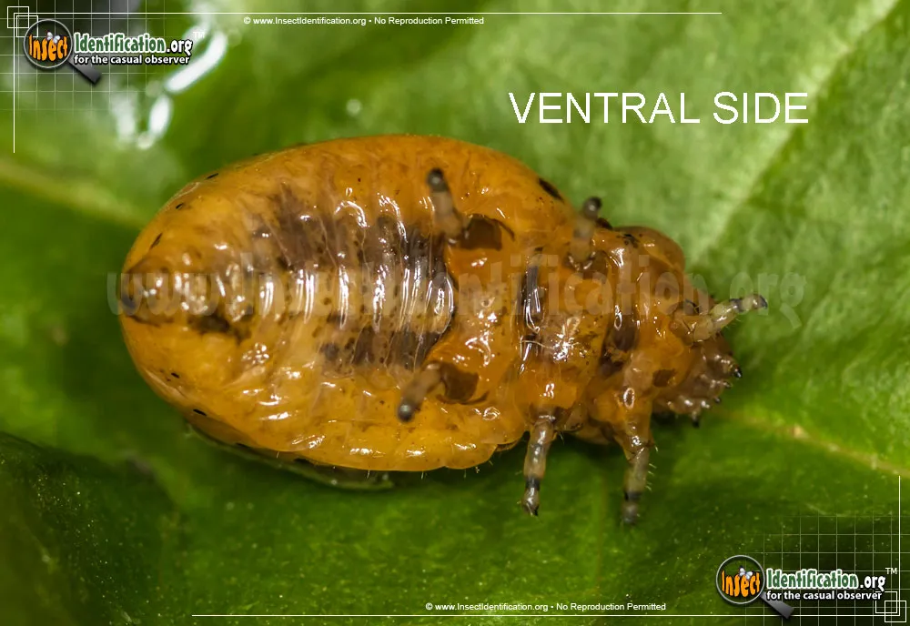 Swamp Milkweed Leaf Beetle - photo 5