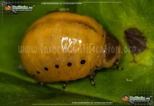 Swamp Milkweed Leaf Beetle - photo 7